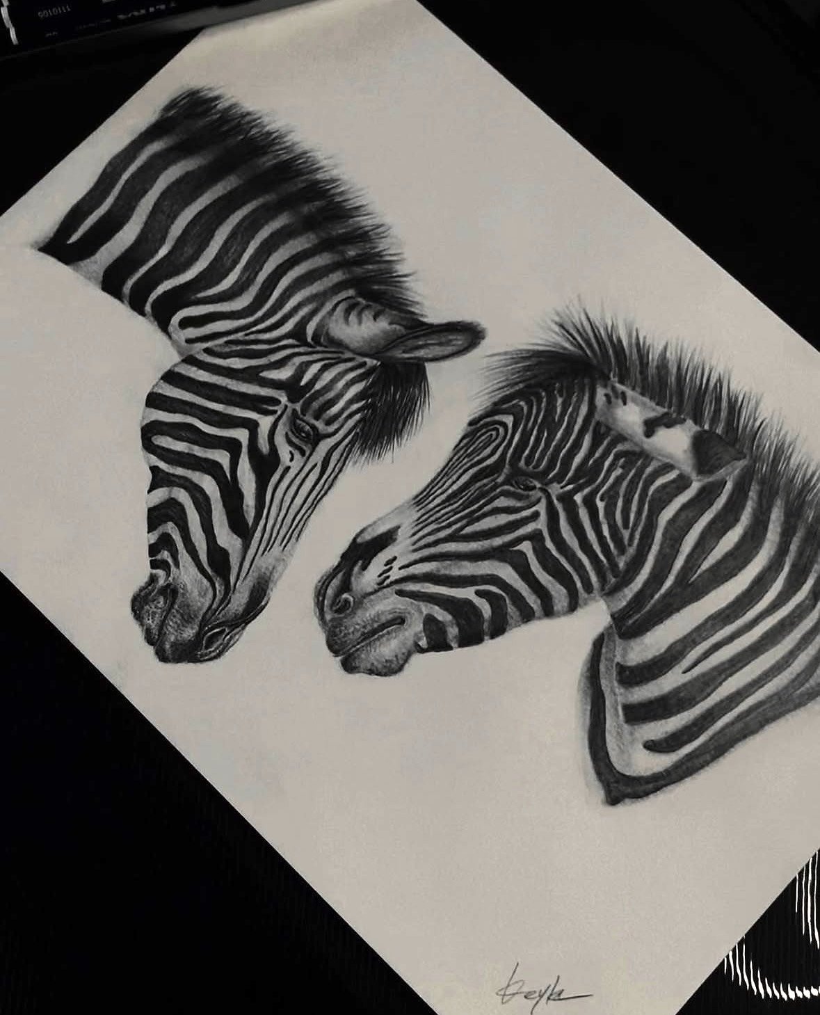 Zebras graphite drawing